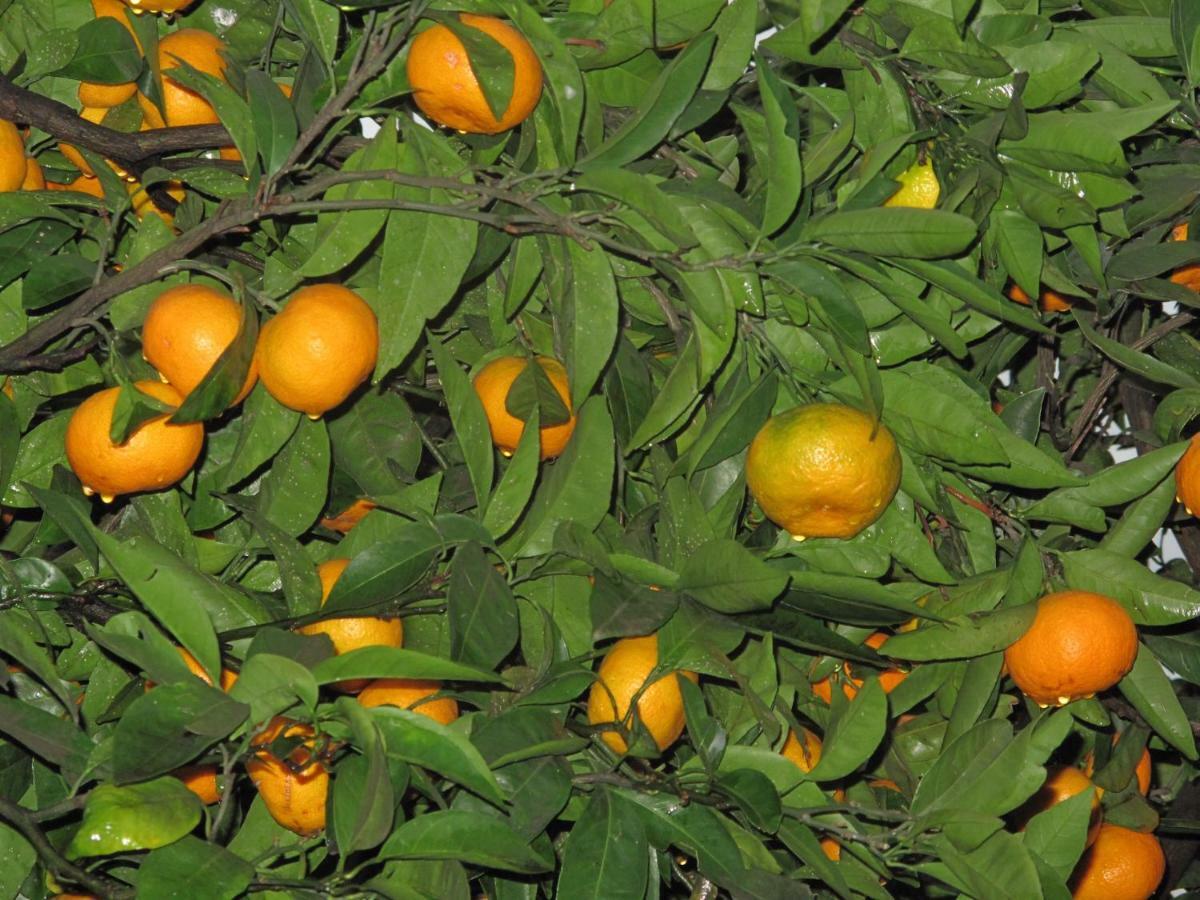 Gaja Διαμέρισμα Οπατία Εξωτερικό φωτογραφία